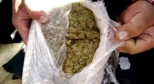 Golpe al Clan del Golfo: Ejército incauta 800 kilos de marihuana en Barranquilla 5